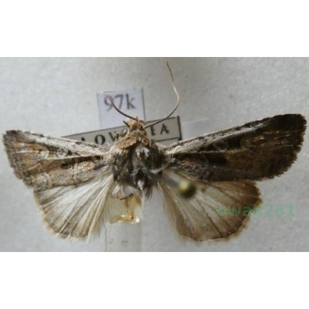 Euxoa tritici (Linnaeus, 1761) Rolnica pszenicówka Slovakia97k